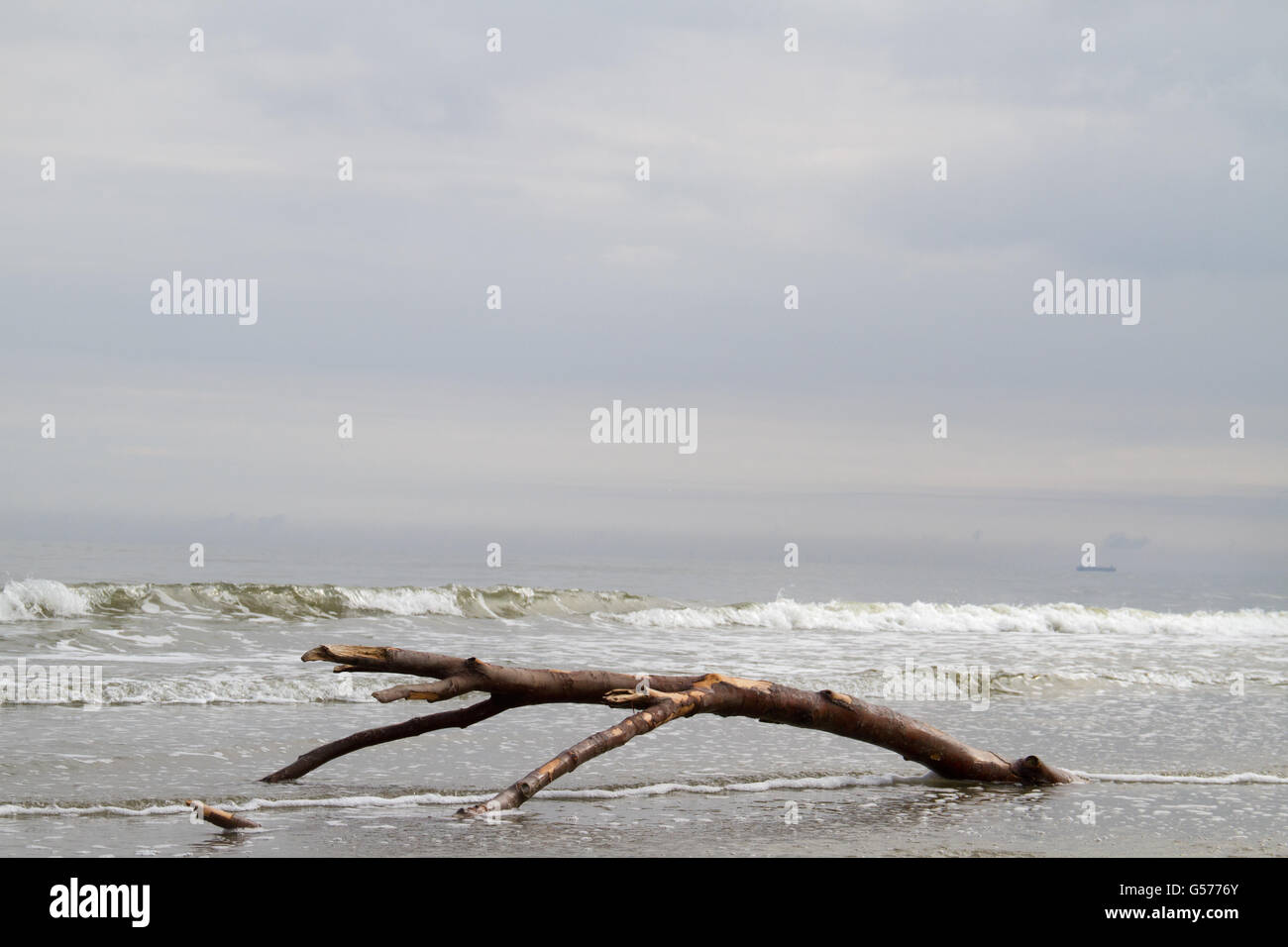 Sur une plage de bois flotté sur un jour brumeux Banque D'Images