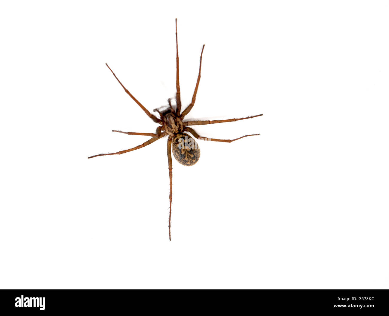 Spider Hobo (Eratigena agrestis) sur un fond blanc, British Columbia, Canada Banque D'Images