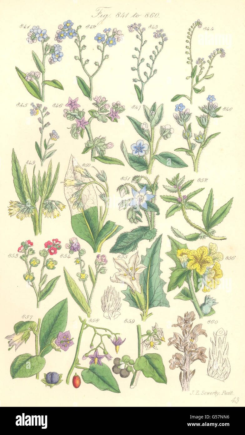 Fleurs sauvages : forget-me-not Woody Nightshade mortel Consoude Jardin. SOWERBY 1890 Banque D'Images