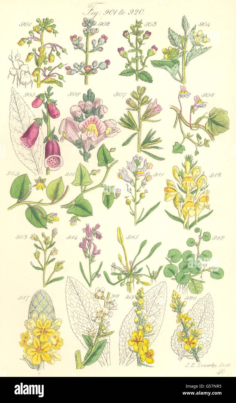 Fleurs sauvages:Fig-Toad-Flax Mudwort Snapdragon digitale millepertuis Molène.SOWERBY 1890 Banque D'Images