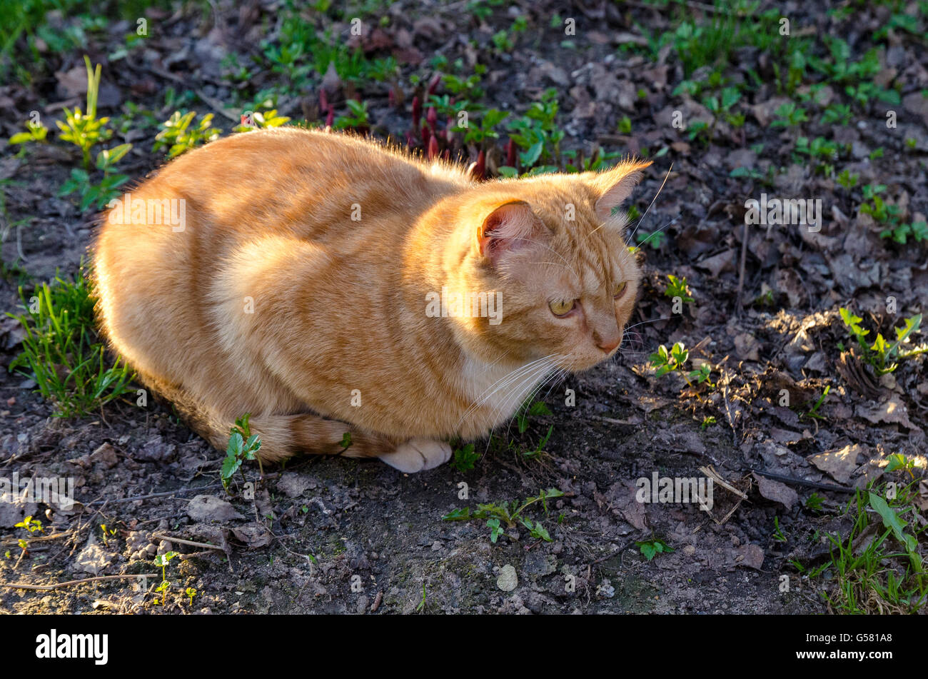 Close up pet Cat outdoor posant soigneusement regarder dans l'objectif Banque D'Images