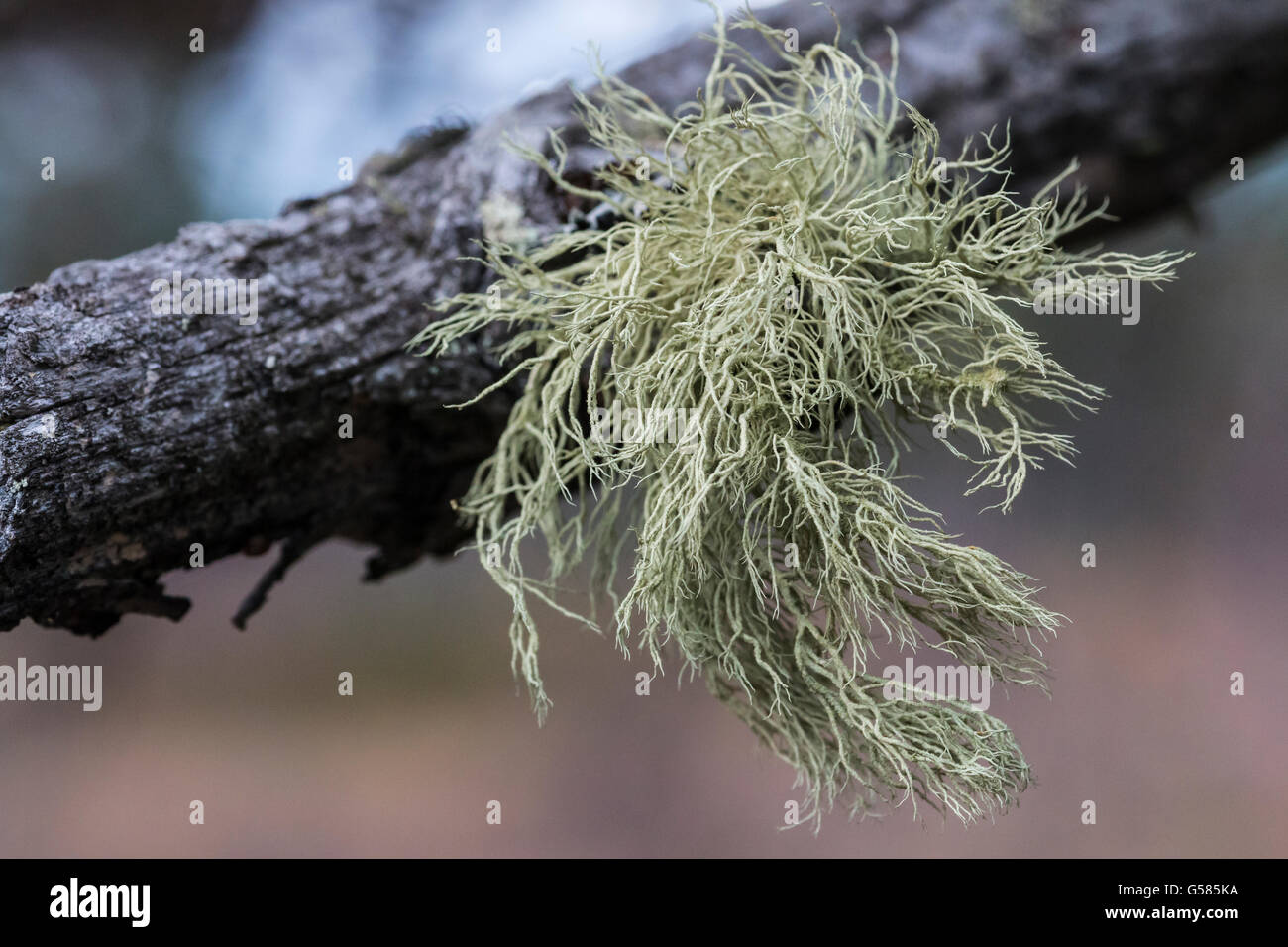 Old Man's beard, mousse d'arbre ou bjørkeskjegg, Bjorli, Norvège, Banque D'Images