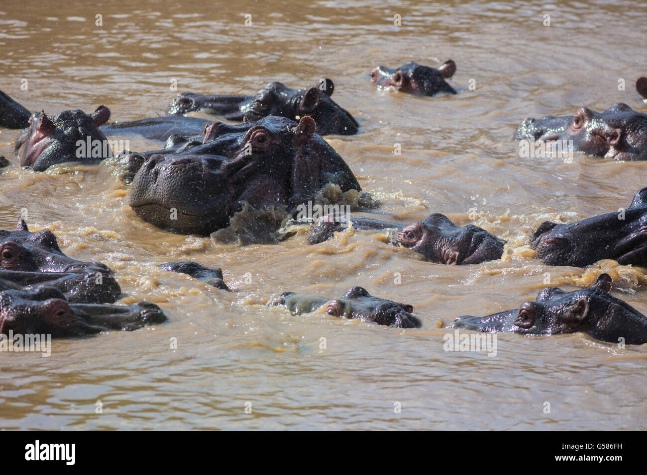 Troupeau d'hippopotames s'amusant et en prenant un bain dans la rivière Talek, Masai Mara, Kenya, Afrique Banque D'Images
