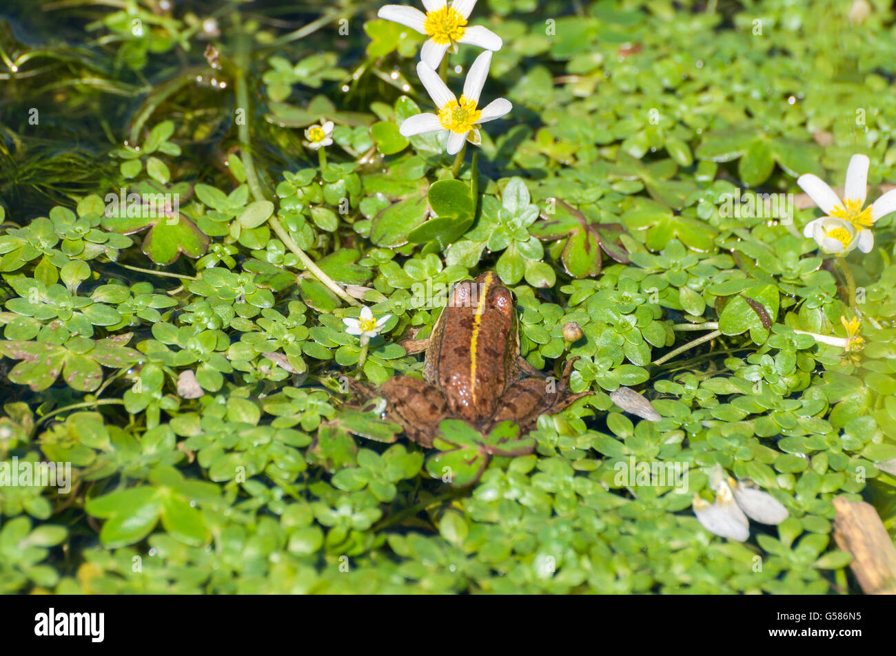 Perez Pelophylax perezi, la grenouille, dans un étang. Photo prise dans les Monts de Tolède, Ciudad Real Province, Espagne Banque D'Images