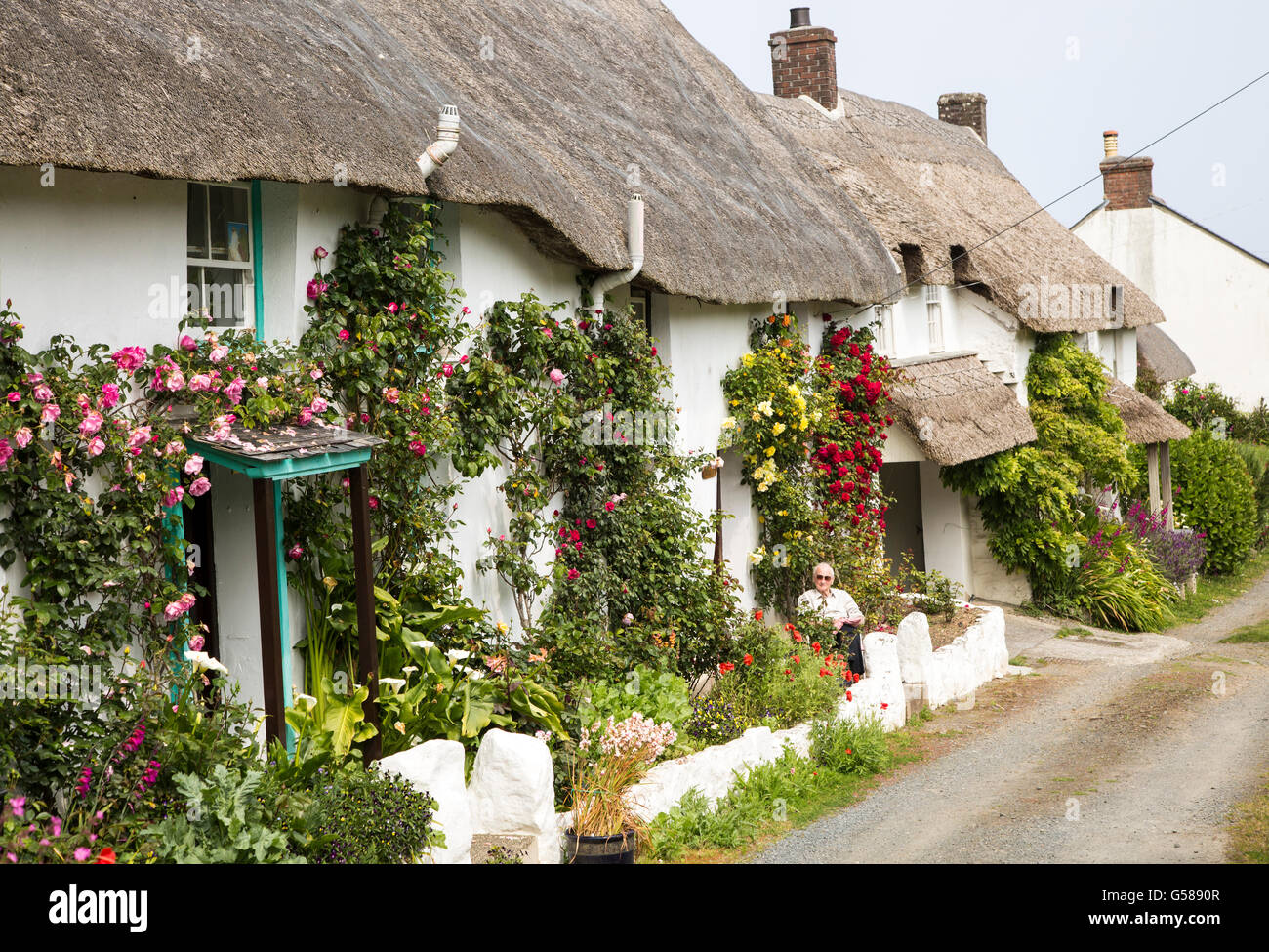 Rangée de jolis cottages blanchis à la chaume, Powerstock, Péninsule du Lézard, Cornwall, England, UK Banque D'Images