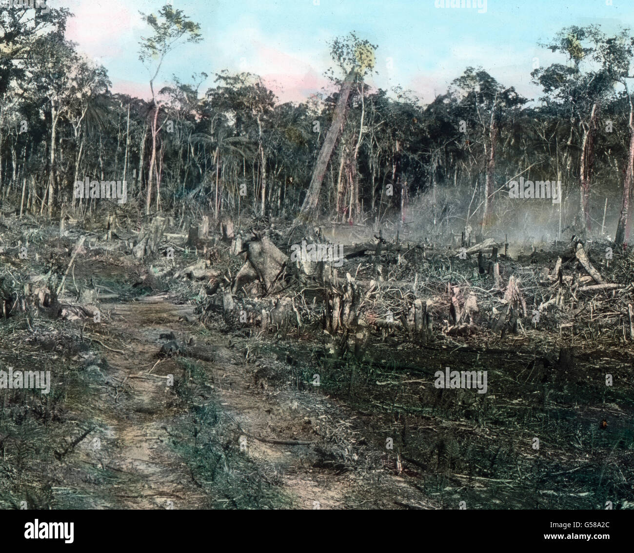 Hier sehen wir sie bei der Arbeit auf einem neuangelegten Felde. Beginnen Sie wie die gerade Eingeborenen, Bauen und verbrennen von den Bäumen alles was ist kein Nutzholz. Nach einigen Jahren ist kein Stumpf mehr auf einem zu sehen donc Felde. Unermüdlichen die Leute haben es das schönste dans ertragreichste terre umgewandelt. L'Amérique du Sud, le Brésil, la déforestation, les voyages, les années 10, 20, 20e siècle, archive, Carl Simon, histoire, historique, coloriés à la main lame en verre, bois, forêt, de compensation, de couper et de brûler, jungle, barre oblique, nature, paysage Banque D'Images