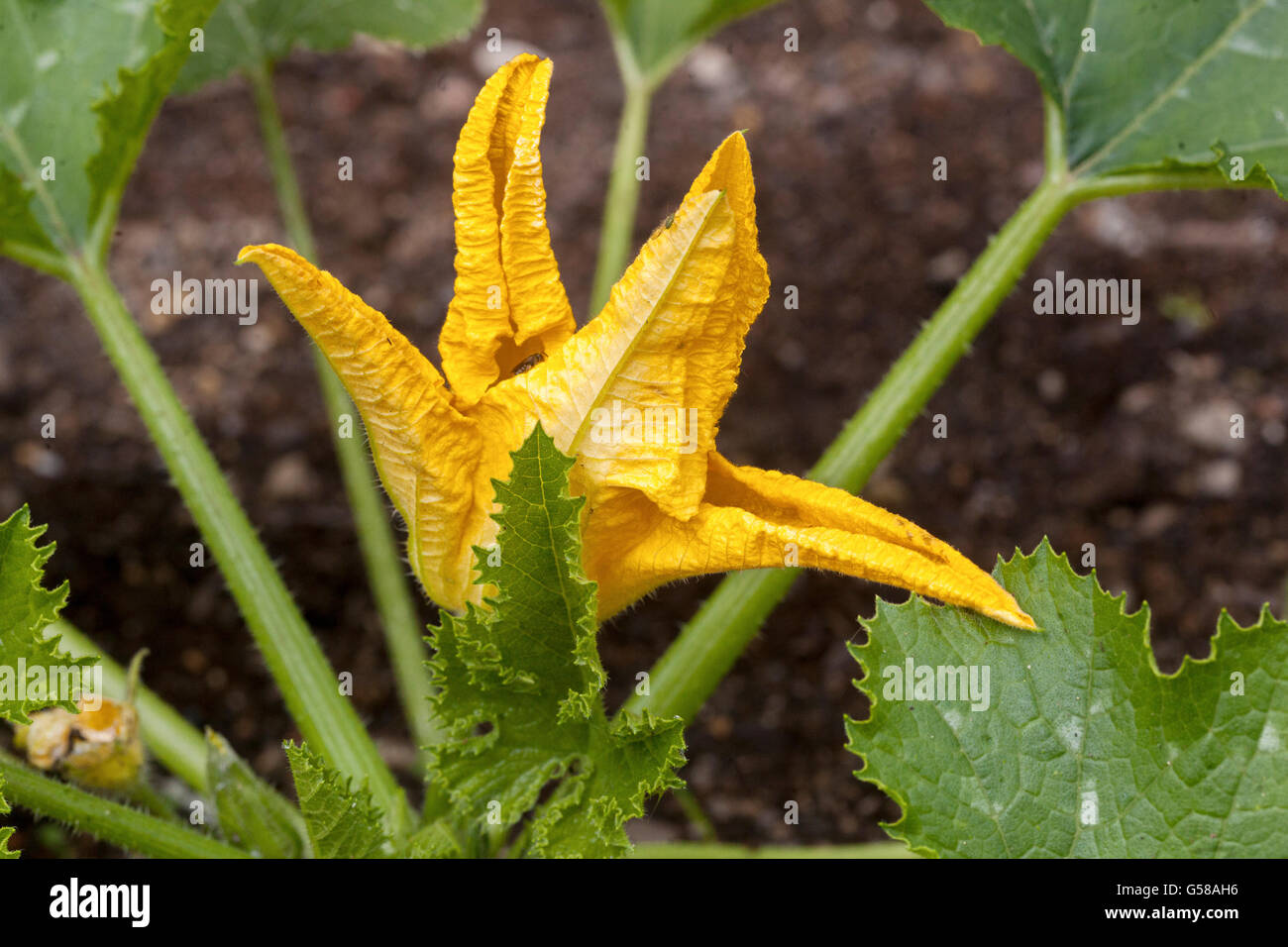 Cucurbita pepo, courge d'été, floraison comestible dans le jardin cultivant la fleur de courgette Banque D'Images