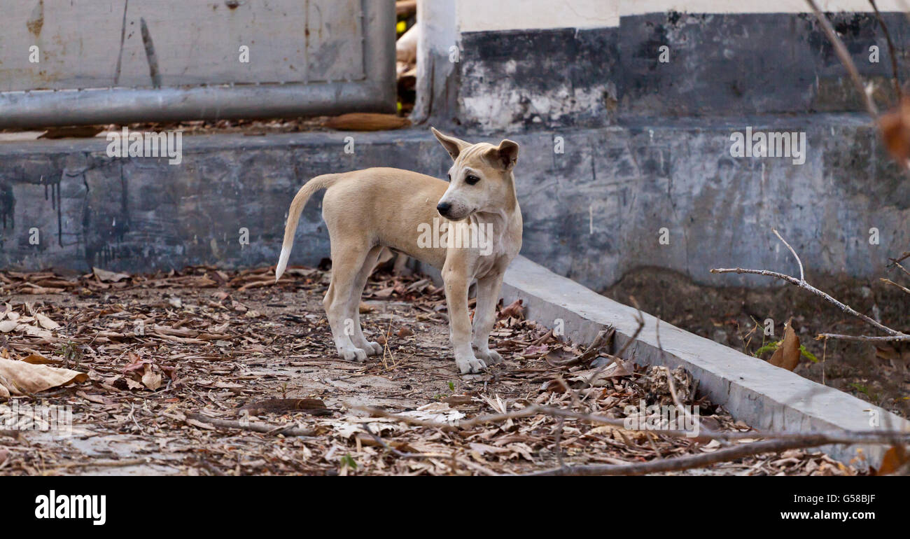 Chiot Chien sauvage kittle , en Indonésie Banque D'Images