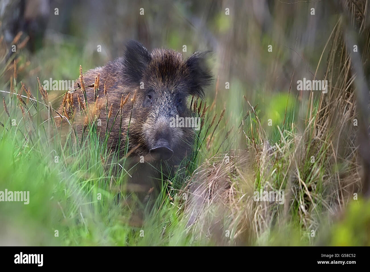 Le sanglier dans la forêt à l'état sauvage Banque D'Images Le sanglier dans la forêt à l'état sauvage Banque D'Images
