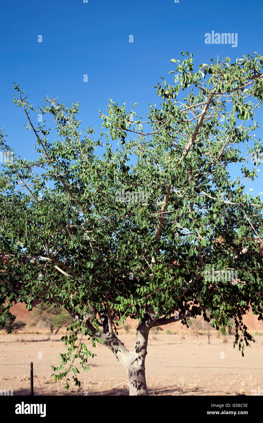 Sclerocarya Birrea Banque d'image et photos - Alamy