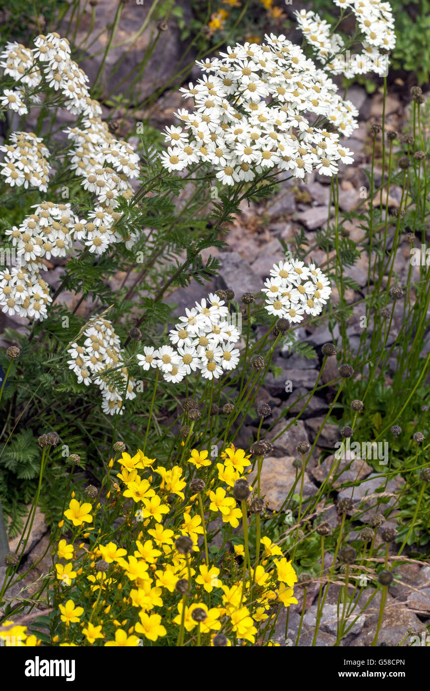 Lin jaune doré Linum dolomiticum et blanc Tanacetum corymbosum Festtafel Banque D'Images