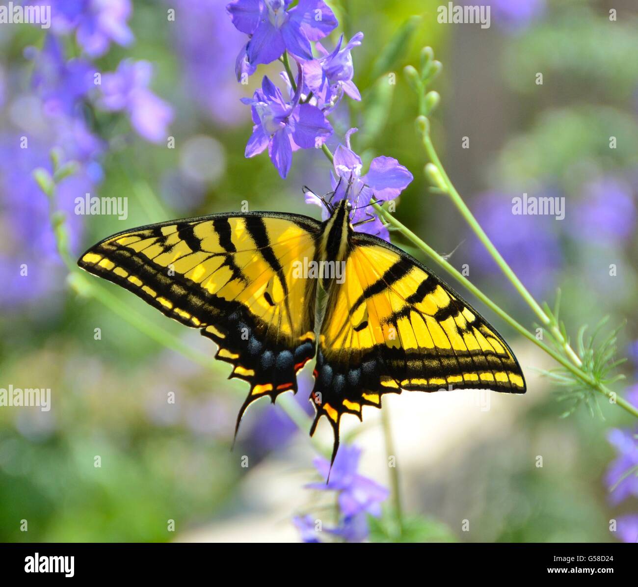 Two-Tailed Swallowtail Butterfly Banque D'Images