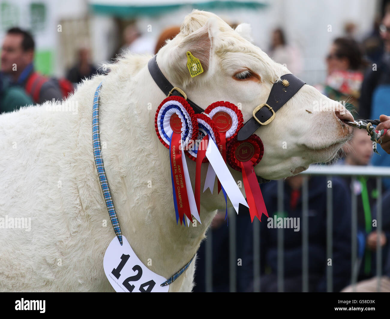 Bywell, Angleterre - 30 mai 2016 : championne vache à la Northumberland County Show à Bywell dans le Northumberland, en Angleterre. Banque D'Images