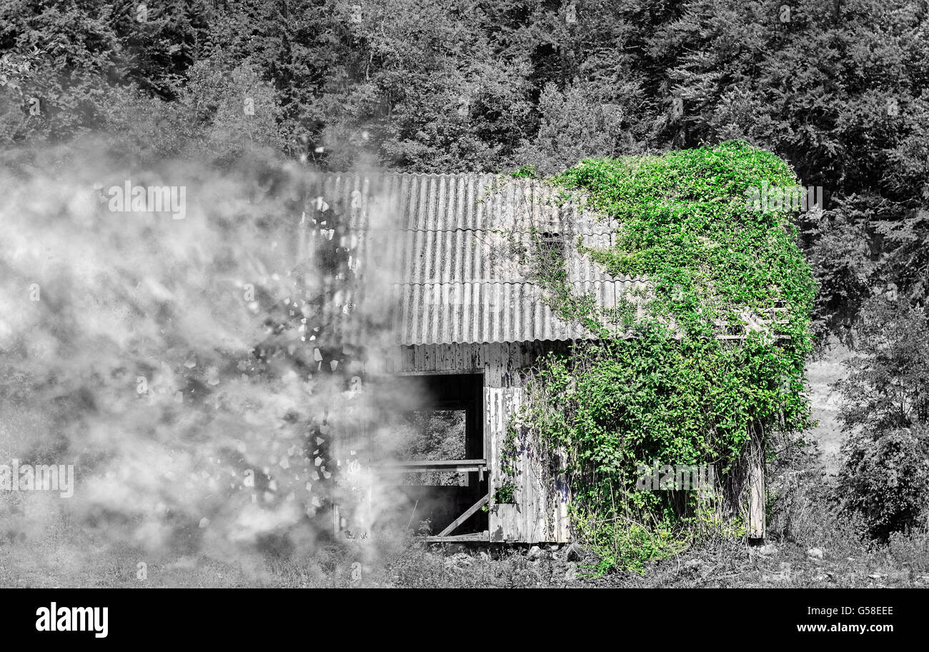 Image en noir et blanc partiel d'une maison en bois dans la forêt la moitié couverte de lierre vert vigne se désintégrer Banque D'Images