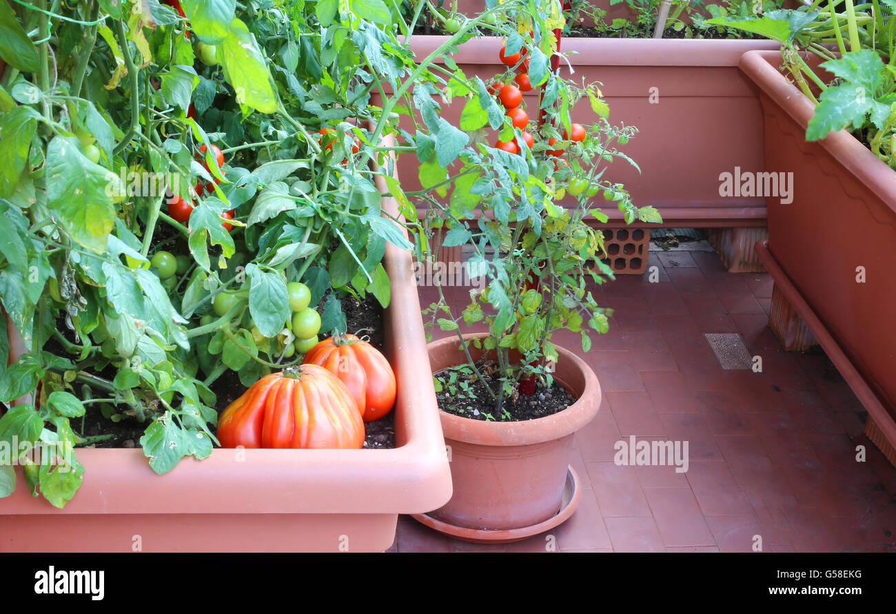 Les plants de tomates dans le jardin rouge vase urbain sur une terrasse d'un appartement Banque D'Images