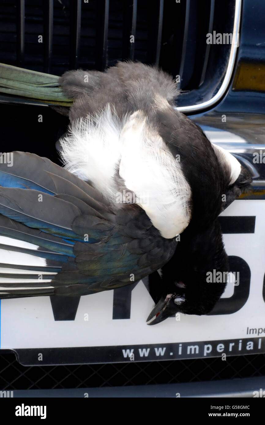 Oiseau mort fermement calé dans la calandre d'une voiture après avoir été frappé à la vitesse sur une autoroute england uk Banque D'Images