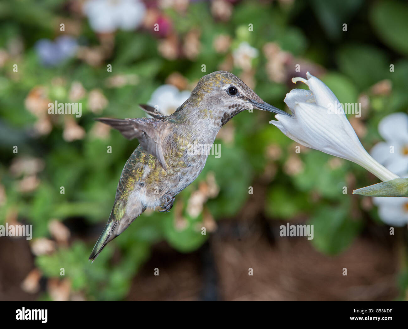 Femme Anna's Hummingbird (Calypte anna) s'alimenter à une fleur Hosta Banque D'Images