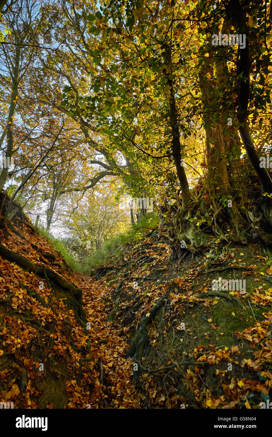 Arbres en automne Banque D'Images