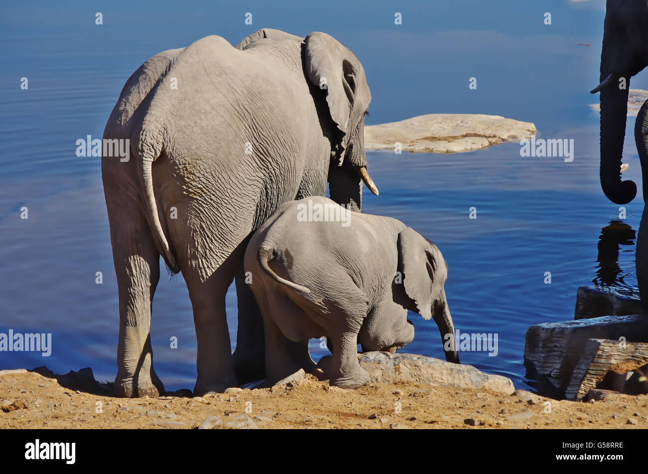 Famille d'éléphants : la mère et le fils de boire côte à côte Banque D'Images