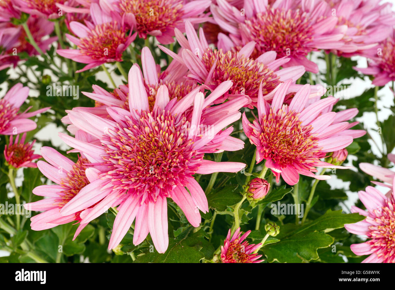 Fleurs roses (libre) de chrysanthème plante en pot. Arrière-plan de la nature. Banque D'Images