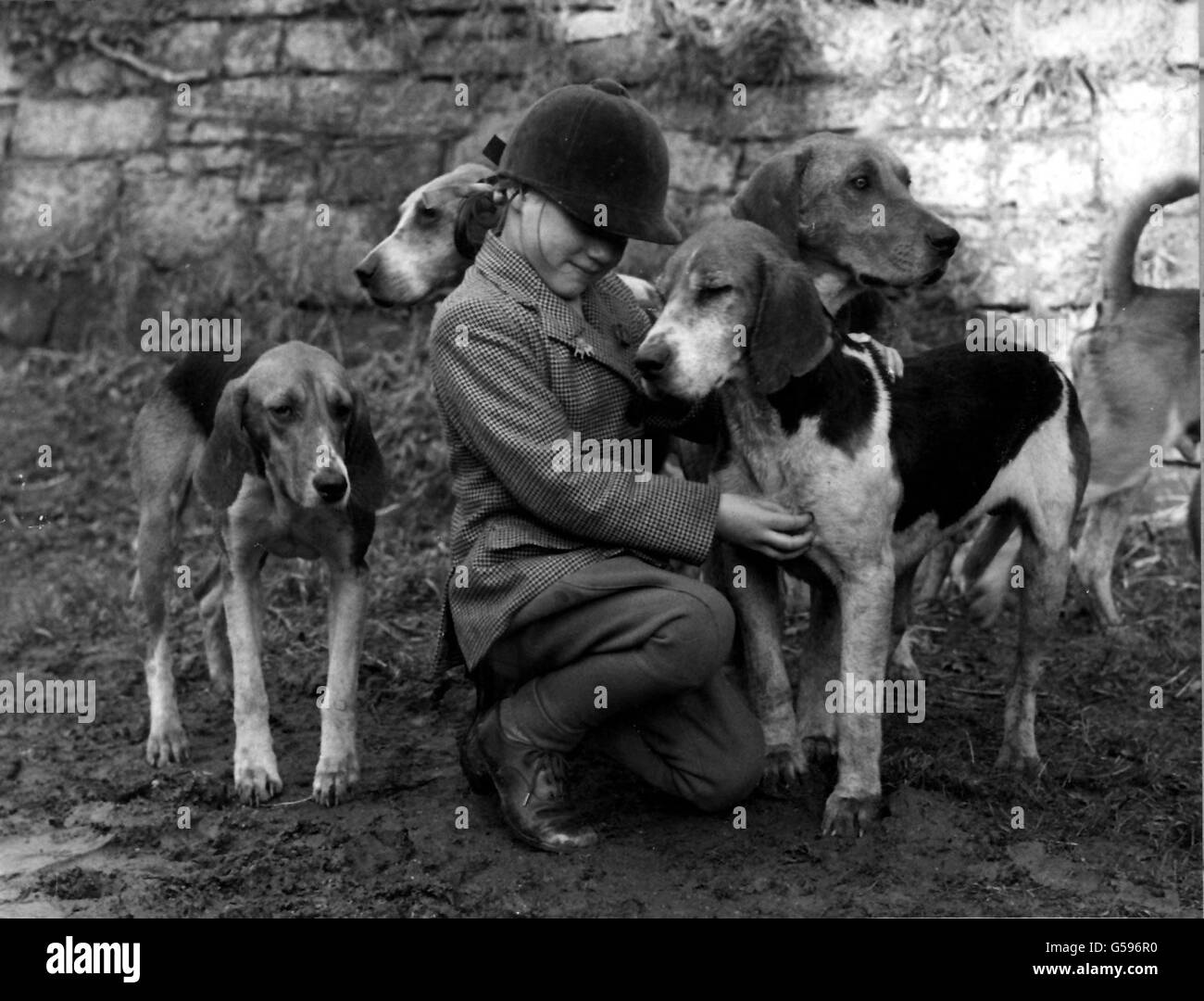 CHASSE AU RENARD 1947 : chien de la chance !Little Ann Croft se fait des amis avec une partie de la meute quand les Fochounds de l'est du Sussex se sont rencontrés à sa maison, court Lodge Farm, Crowhurst, Sussex.Elle est la fille de M. et de Mme T.W. Croft. Banque D'Images CHASSE AU RENARD 1947 : chien de la chance !Little Ann Croft se fait des amis avec une partie de la meute quand les Fochounds de l'est du Sussex se sont rencontrés à sa maison, court Lodge Farm, Crowhurst, Sussex.Elle est la fille de M. et de Mme T.W. Croft. Banque D'Images