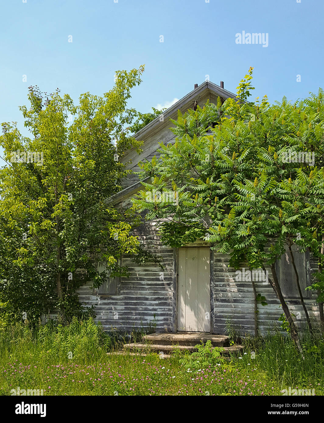 L'Etat de Michigan un école à feuillage d'été. Banque D'Images