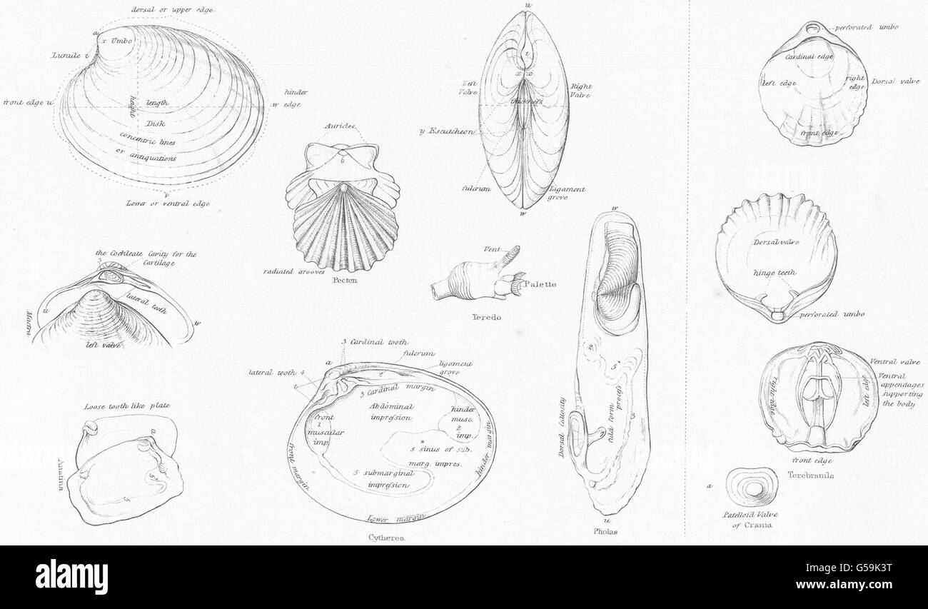 Mollusques : Les termes utilisés dans les coquillages bivalves ; Conchyliologie coquilles, 1860 Lamplike ; Banque D'Images