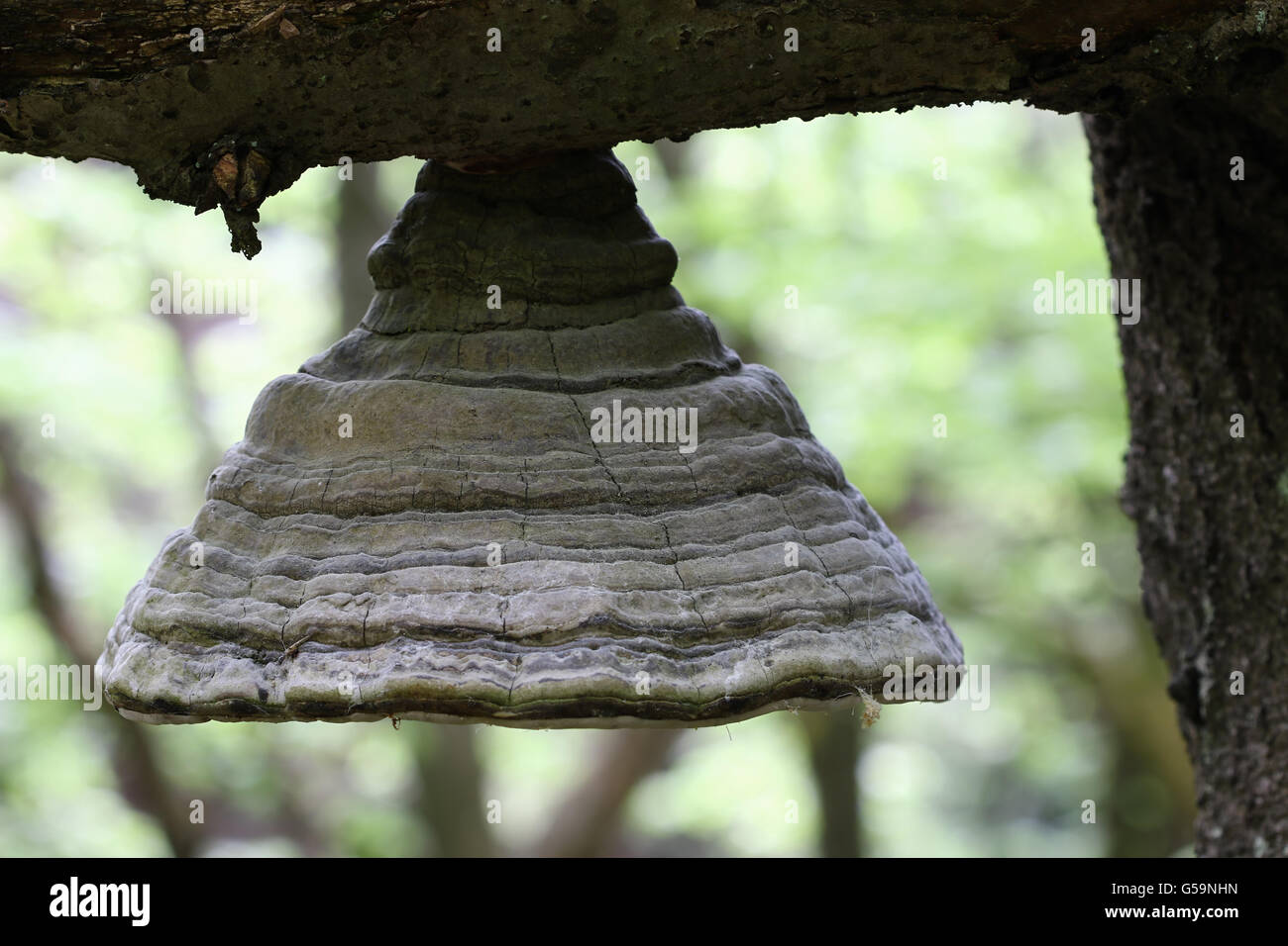 Détail de l'étrange polypore sur la branche d'un vieux hêtre Banque D'Images