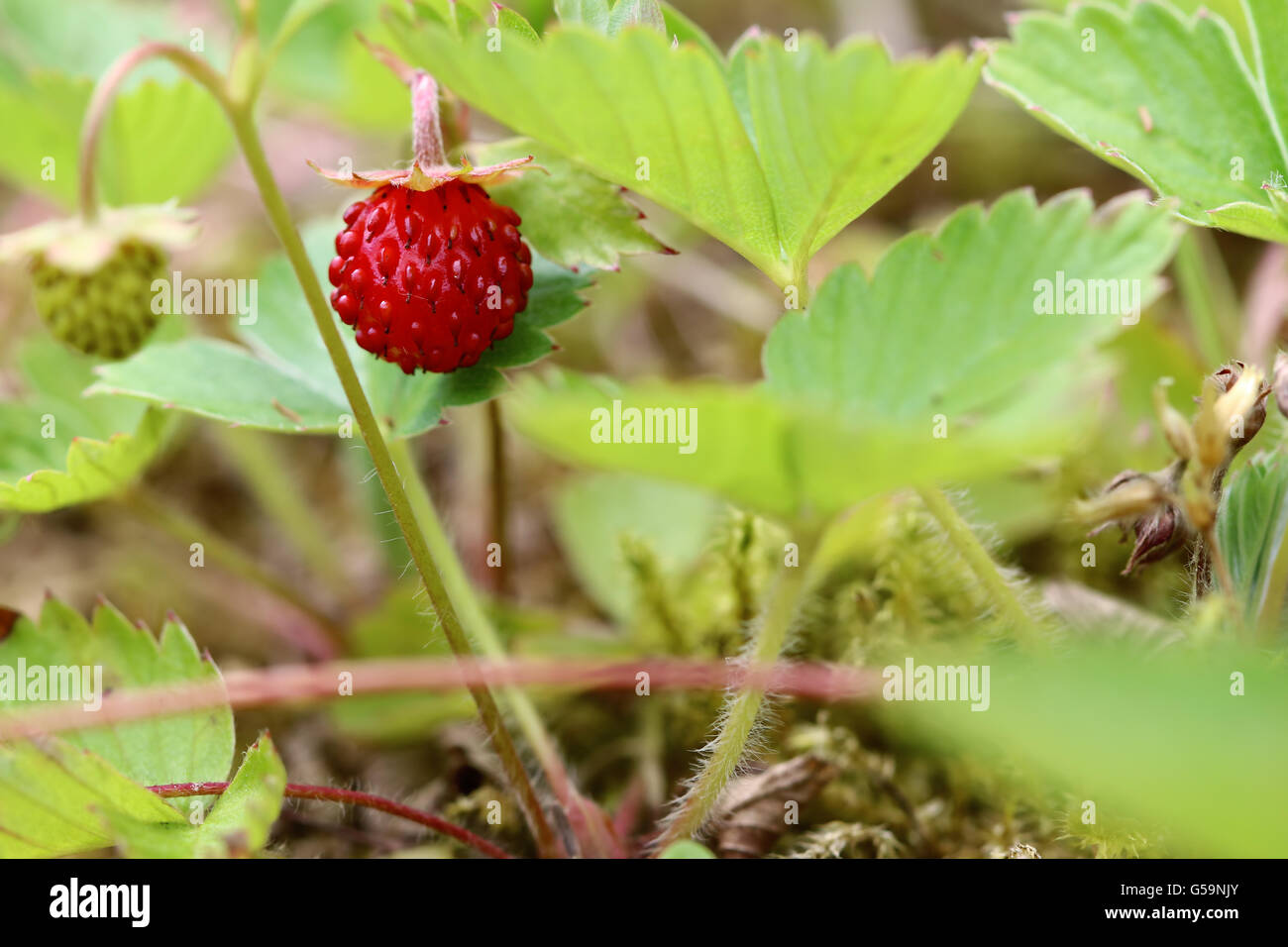 Les Fraises sauvages Banque D'Images