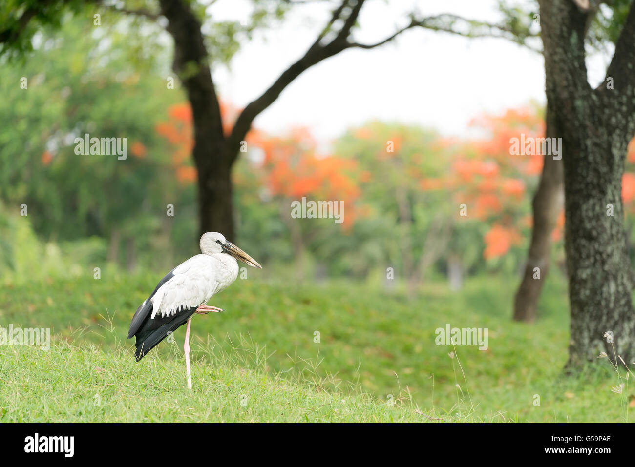 Asian openbill oiseau cigogne debout seul dans la forêt verte Banque D'Images