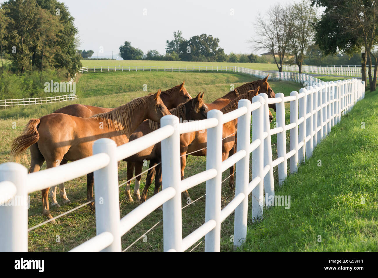 Troupeau de chevaux dans un trimestre d'élevage Banque D'Images