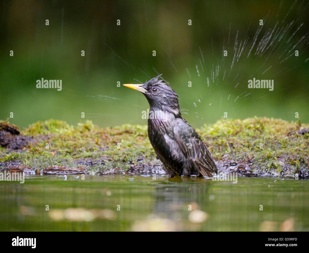 Étourneau sansonnet Sturnus vulgaris, seul oiseau dans l'eau, de la Hongrie, Mai 2016 Banque D'Images