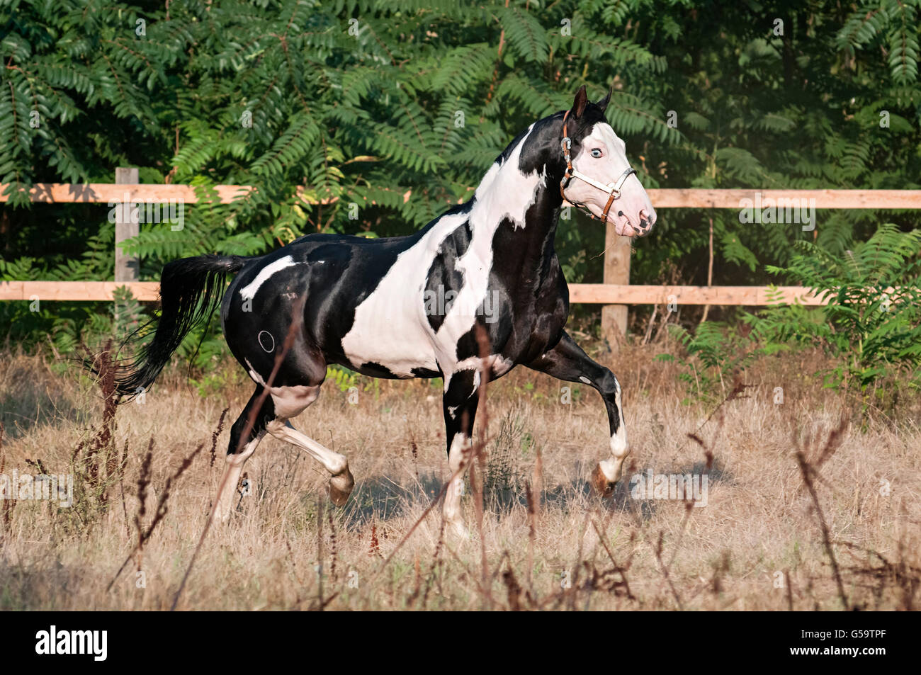 Belle Paint horse dans la liberté Banque D'Images