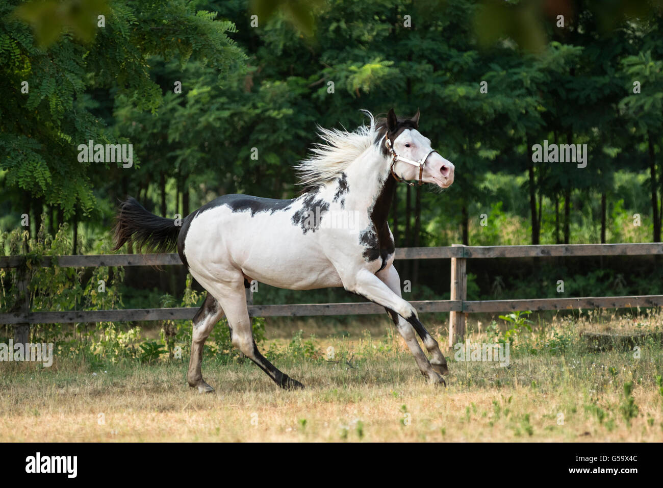 Belle Paint horse dans la liberté Banque D'Images