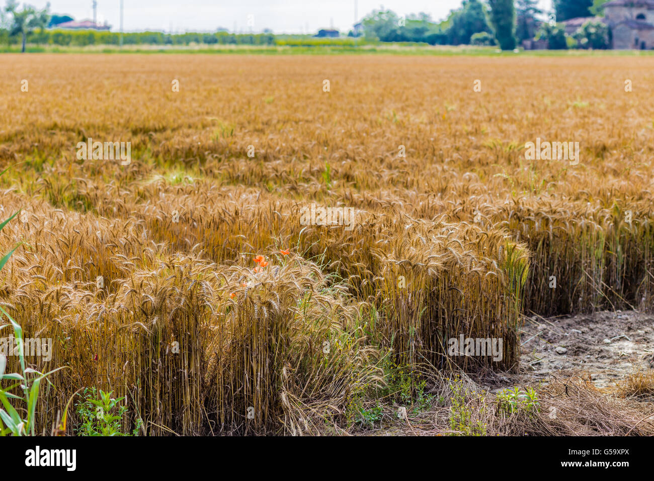 Coquelicot solitaire dans un champ de blé Banque D'Images