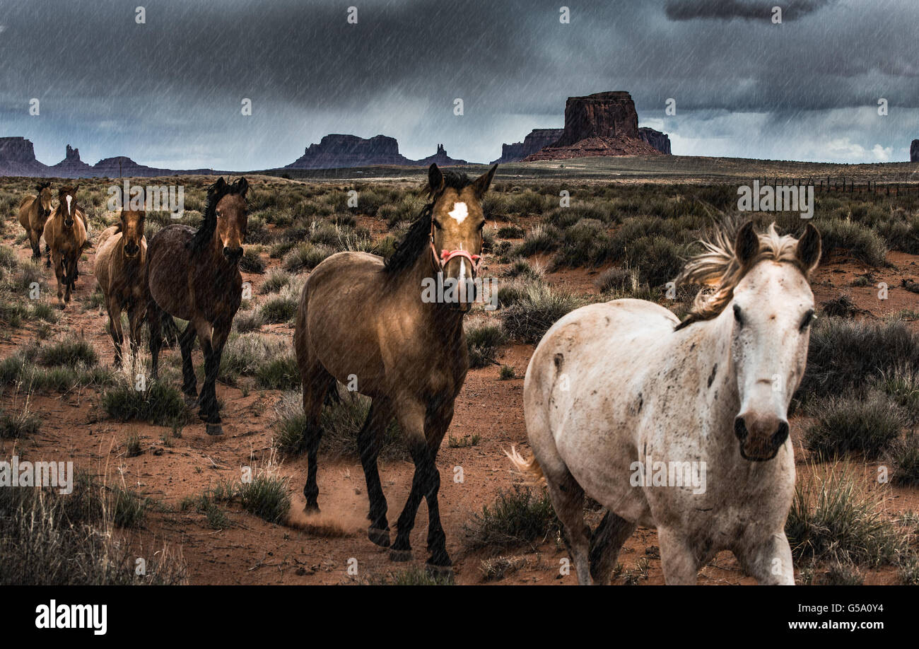 Les chevaux dans la pluie Monument Valley USA Banque D'Images