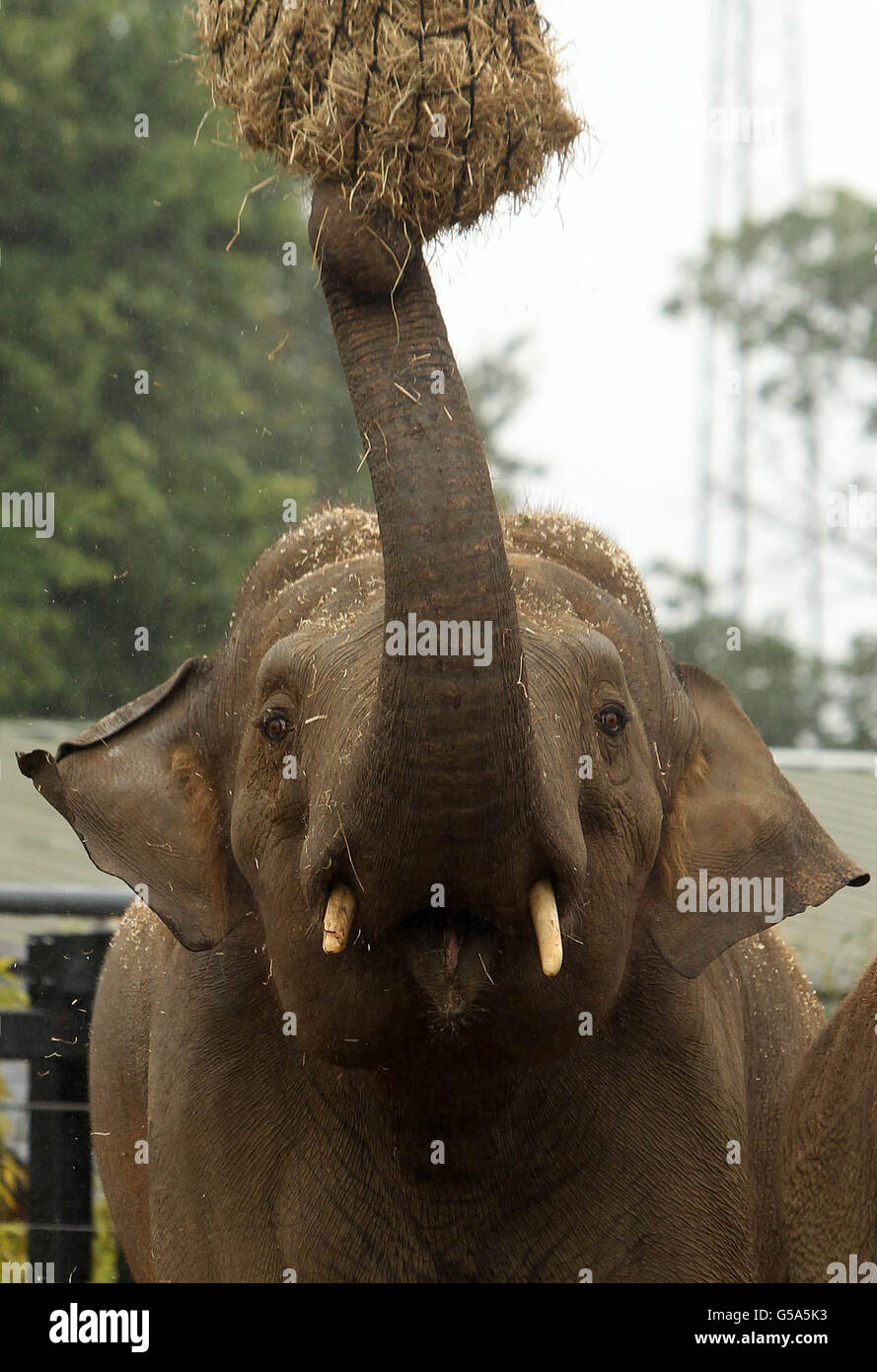 Le nouvel Upali d'éléphant d'Asie de 17 ans du zoo de Dublin est dévoilé aujourd'hui. Banque D'Images