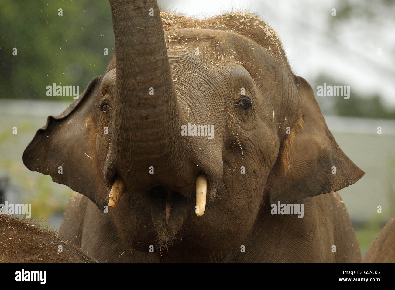 Le nouvel Upali d'éléphant d'Asie de 17 ans du zoo de Dublin est dévoilé aujourd'hui. Banque D'Images