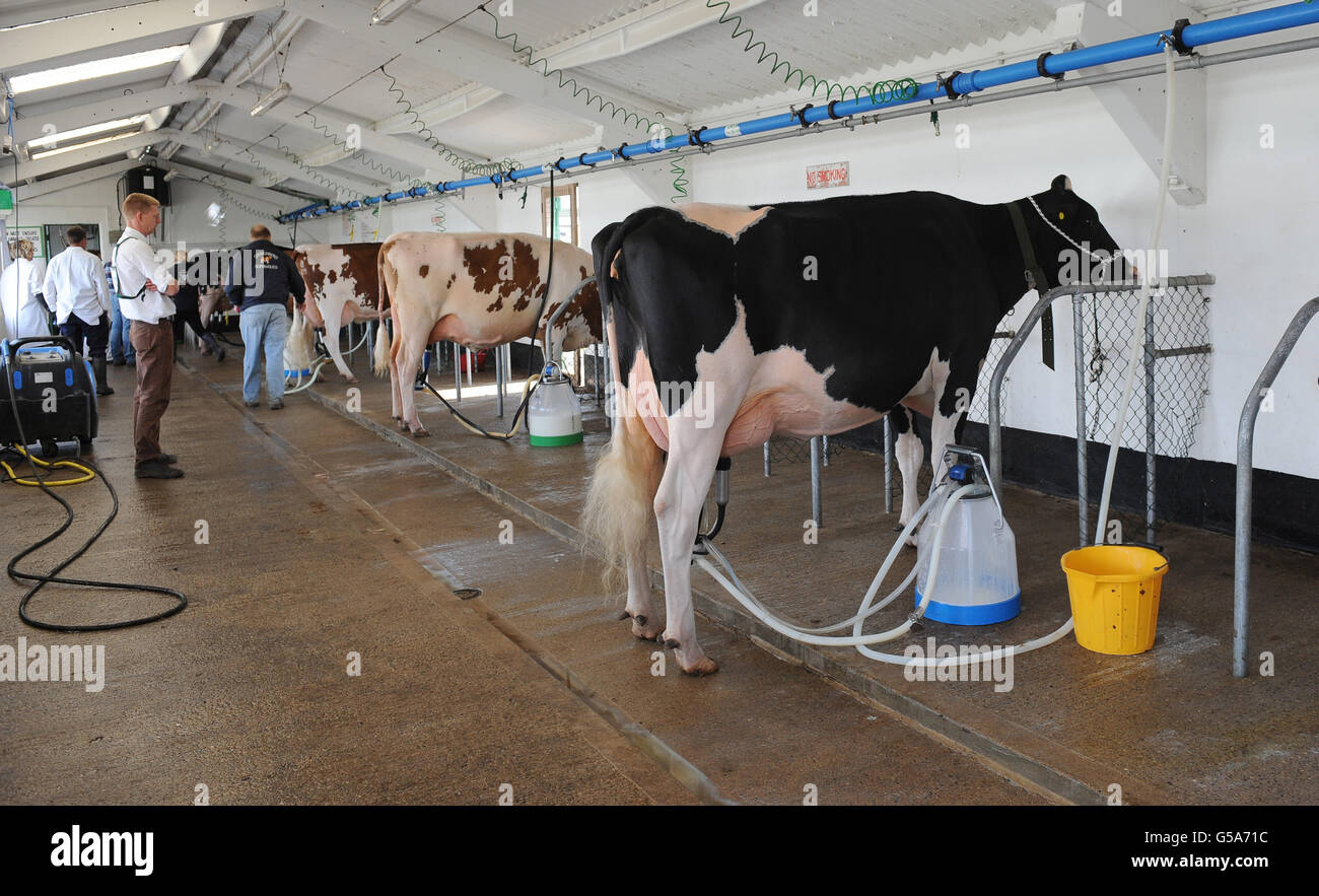 Une vision générale montrant que les vaches sont en traite au Great Yorkshire Showground, Harrogate, alors que les réductions du prix du lait payé aux agriculteurs les feront sortir de l'industrie laitière et augmenteront les prix pour les consommateurs à long terme, ont averti aujourd'hui les dirigeants agricoles. Banque D'Images