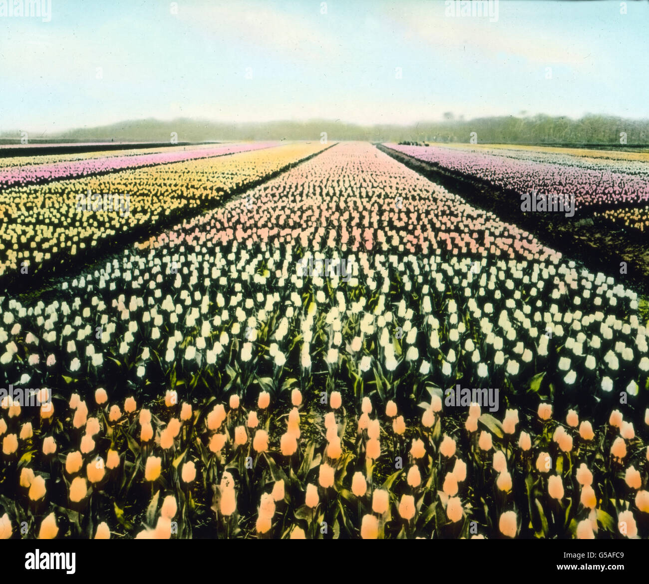 Pays-bas, années 10, 20, 20e siècle, archive, Carl Simon, voyage, Histoire, historique, l'exportation, fleurs, tulipes, tulipes, champ Banque D'Images