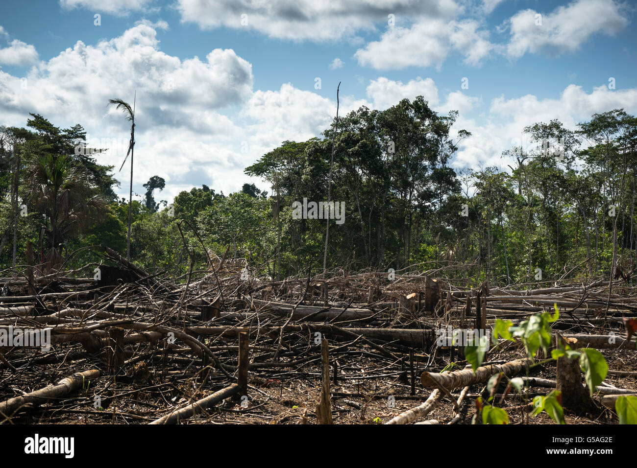 Le dégagement de la forêt tropicale Banque D'Images