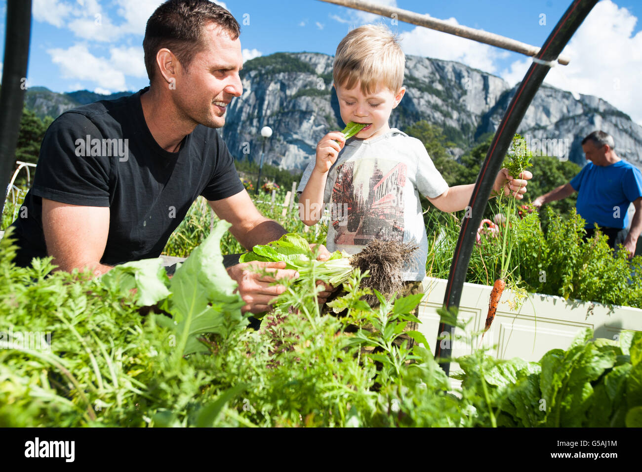 Trois ans Mateo Zunelek et son père Denis travailler à leur terrain dans le jardin communautaire de Squamish. Squamish BC, Canada Banque D'Images