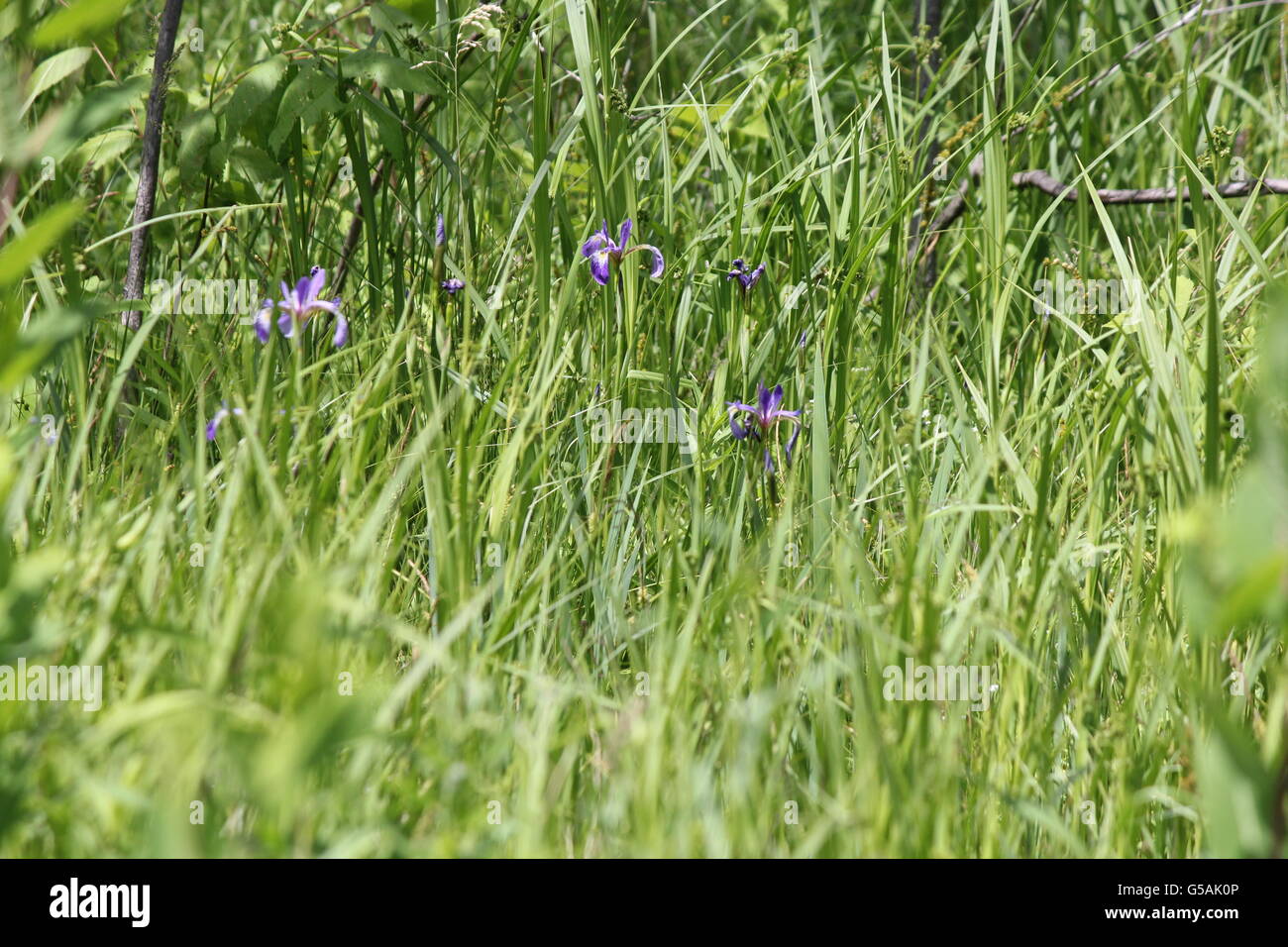 Pavillon bleu fleur sauvage poussant dans un sol humide, zone marécageuse à côté d'une route de campagne. Banque D'Images