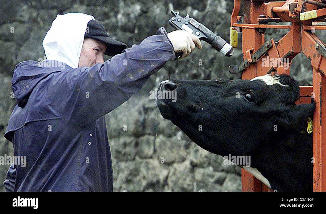 NOTEZ LE CONTENU GRAPHIQUE UN abattoir tire une vache avec un pistolet à boulonner dans une ferme de Lamonby, près de Penrith, en Cumbria, en raison de l'épidémie de fièvre aphteuse. * le Premier ministre Tony Blair a intensifié la guerre contre l'épidémie, ordonnant l'extension de la coupe de feu de précaution à toutes les parties de la Grande-Bretagne et à tous les animaux infectés d'être abattus dans les 24 heures suivant le diagnostic. Banque D'Images