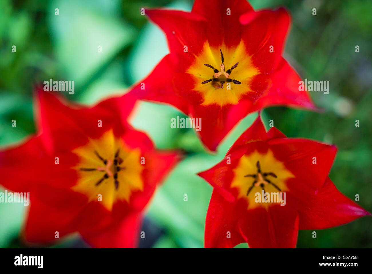 Magnifiques tulipes rouges Banque D'Images