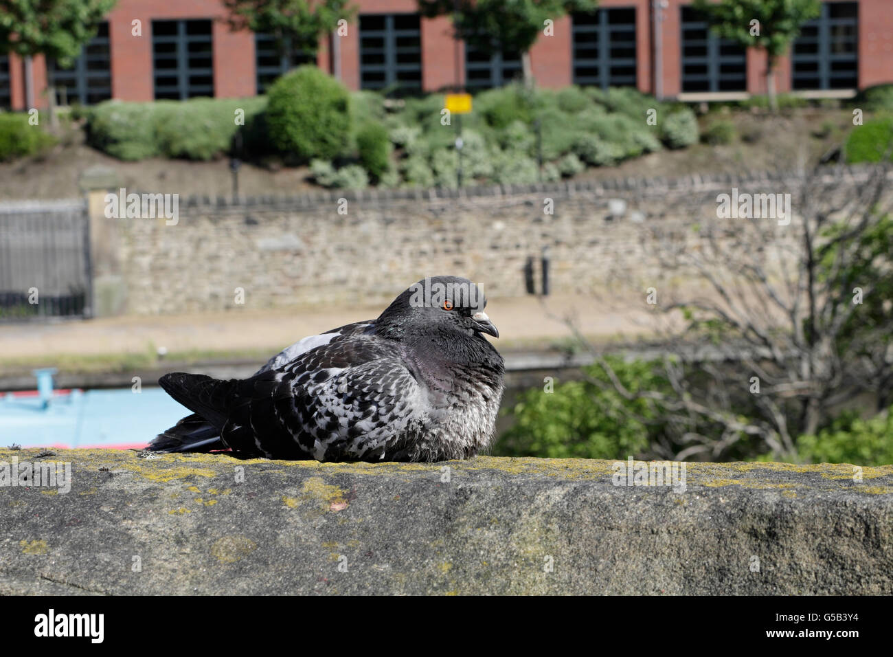 Pigeon oiseau ayant un repos Banque D'Images