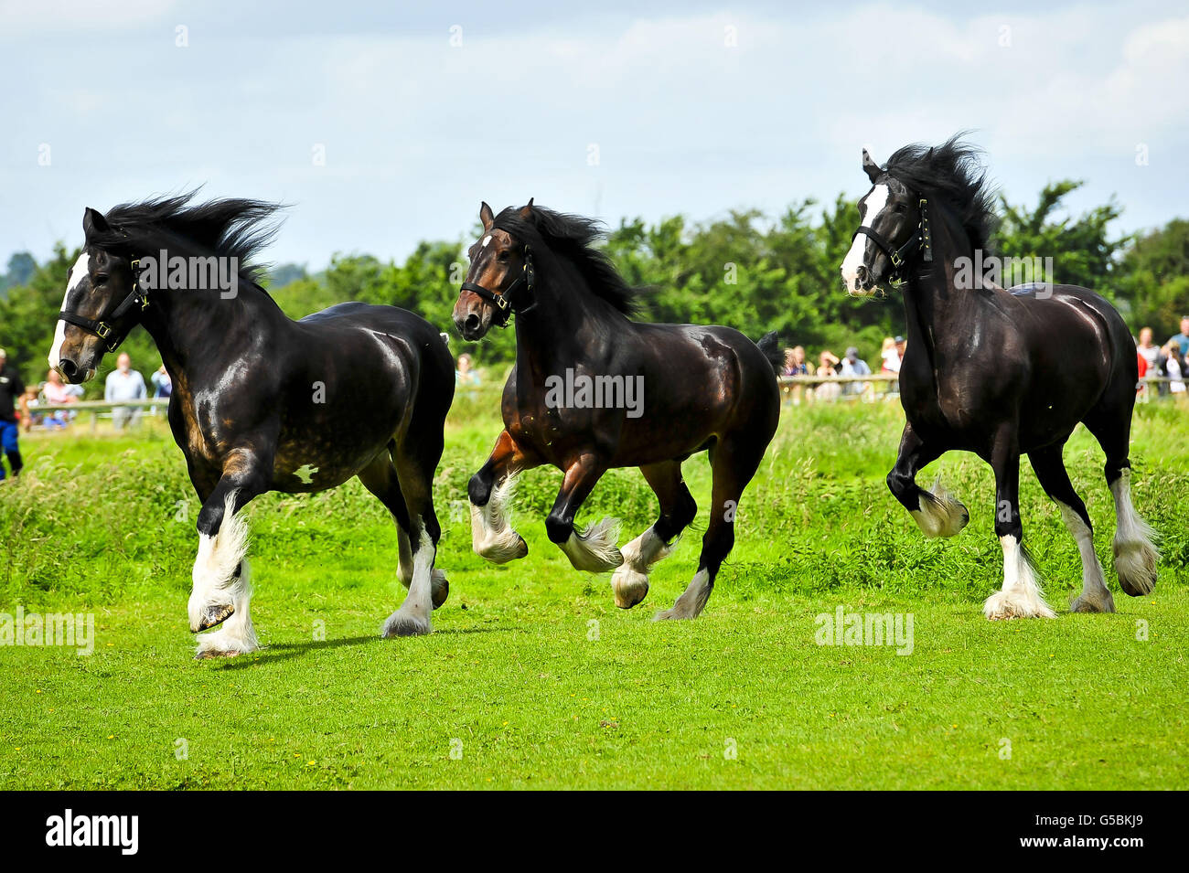 Les chevaux Shire courent gratuitement dans un champ à Poulshot, Wiltshire, après avoir fait une pinte de bière, alors qu'ils commencent leurs vacances annuelles de deux semaines. Les chevaux de la brasserie Wadworth en activité livrent de la bière aux pubs du Wiltshire toute l'année. Ils reçoivent une pinte de bière avant d'être libérés dans les champs locaux pour leurs deux semaines de vacances par la brasserie, qui emploient des chevaux shire depuis plus de 100 ans pour livrer des bières aux pubs locaux. Prince, Monty et Max sont trois des derniers shires encore en activité de l'industrie brassicole britannique. Banque D'Images