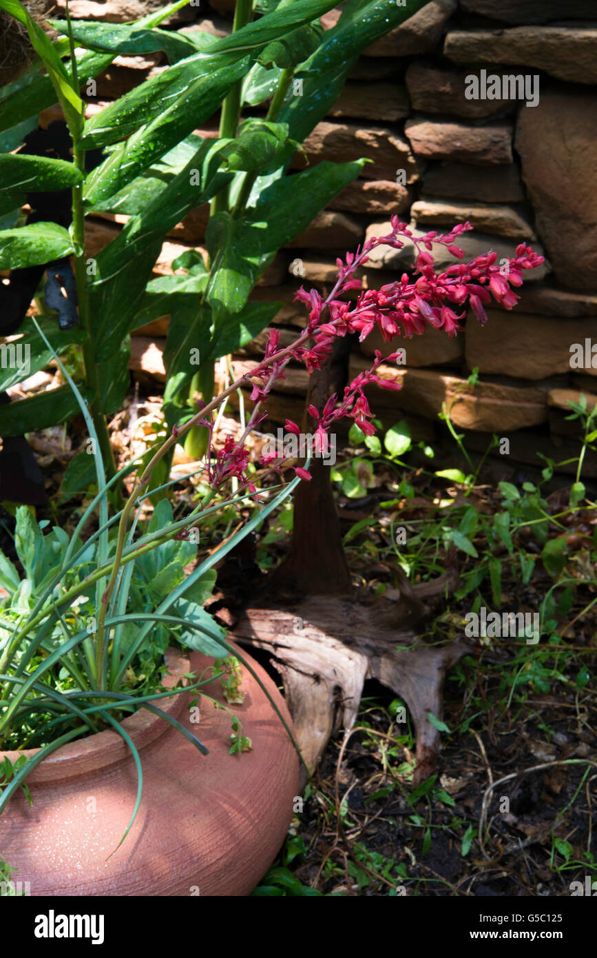 ,Hesperaloe parviflora, FEUX STOP', rouge ,yucca Banque D'Images