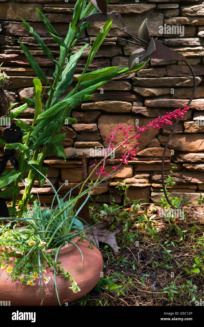 Hesperaloe parviflora 'Prpeap'' DES FEUX DE STOP, Yucca rouge Banque D'Images