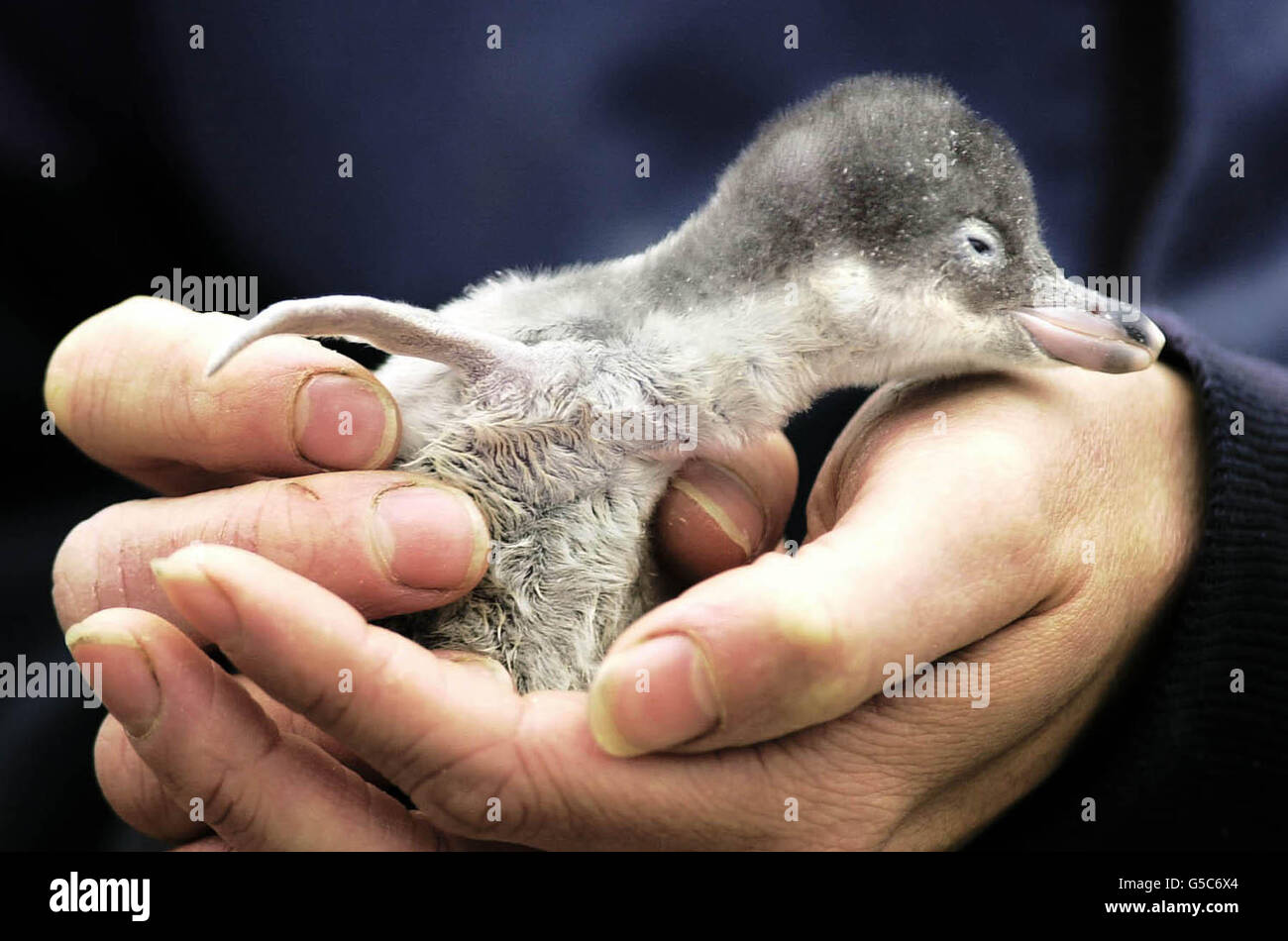 Chirpy, un poussin Gentoo Penguin de deux heures est pesé pour la première fois, le zoo d'Édimbourg. Huit poussins ont été éclos au zoo au cours des trois dernières semaines. Les pingouins de Gentoo construisent leurs nids sur des galets et chaque femelle pond habituellement deux oeufs. * une fois que les oeufs ont éclos, les parents prennent tour à tour pour les nourrir avec des poissons régurgités. Banque D'Images